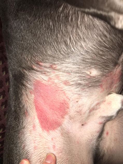 Red Spots On Dogs Skin | Images and Photos finder