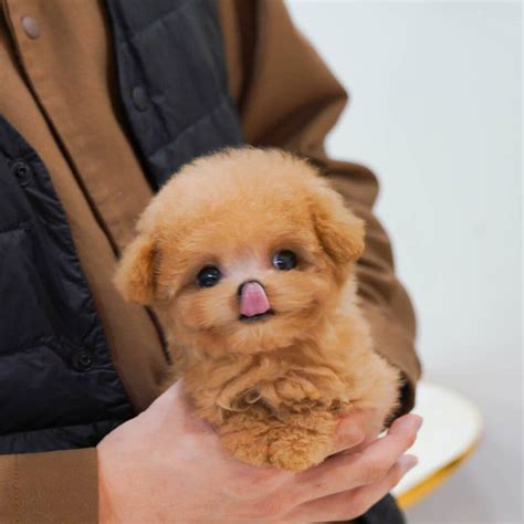 Loha - Micro Poodle Female - Mini Teacup Puppies, INC