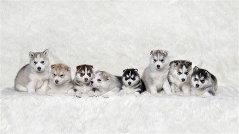 Husky Puppy Winter Wallpapers - Wallpaper Cave