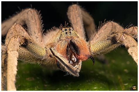 Nocturnal Macro-Adventure - Featured species: Brazilian Wandering Spider (Phoneutria boliviensis)