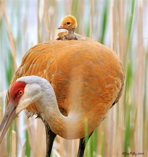 20 bird mothers taking care of their babies in astounding ways – Page 6 ...