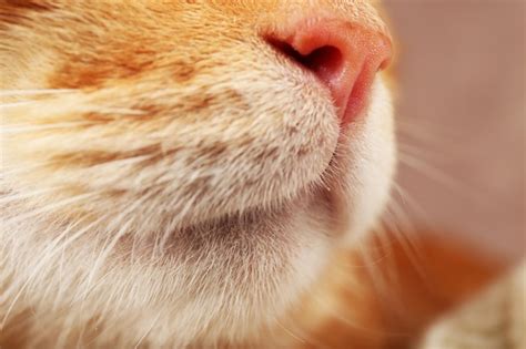 Premium Photo | Red cat closeup