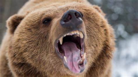 Download Roar Grizzly Animal Grizzly Bear 4k Ultra HD Wallpaper