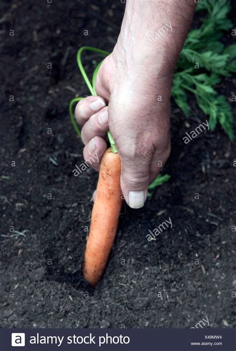 Pulling Carrots Stock Photos & Pulling Carrots Stock Images - Alamy