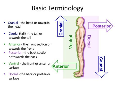 Spine anatomy (basic spine 2009)