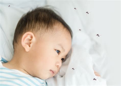 Baby Tips - “Dengue fever in children” threats from mosquitoes that parents need to watch out!