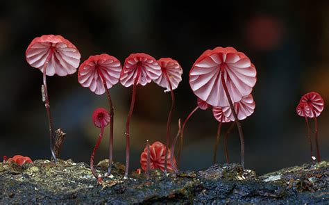 The Magical World Of Mushrooms In Macro Photography By Steve Axford ...