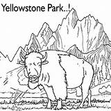 Yellowstone Park Bison Coloring Page  Free Printable Pages sketch template