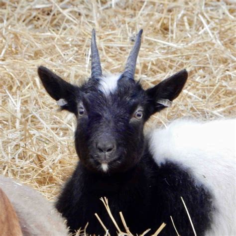 Bagot Goats - a breed that is more than 600 years old.