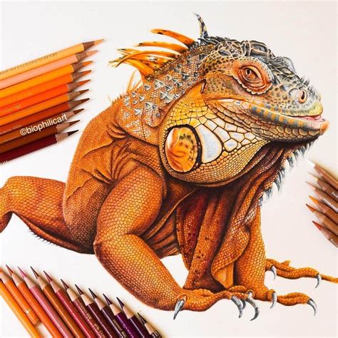 Brightly Colored Animal Pencil Drawings | Pencil drawings of animals ...