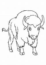 Buffalo Coloring Pages & Books  100% FREE And Printable sketch template