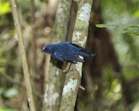 Sunda blue robin (Myiomela diana) male | Sunda Robin Myiomel… | Flickr