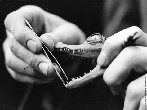 Dental Checkup for a Baby Crocodile. London Zoo, 1938. @HistoricalPics ...