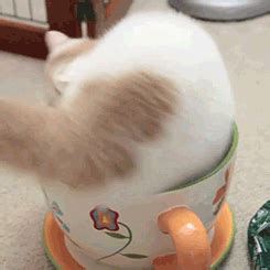 24 Cats Who Think They're Liquids | Funny cats and dogs, Funny cat ...