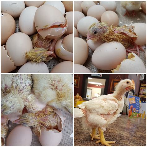 Jumbo Cornish Cross Fertile Hatching Eggs for Sale - Fresh/Fertile Eggs | Cackle Hatchery®