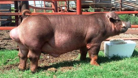 Duroc pig breed: description and characteristics, conditions of ...