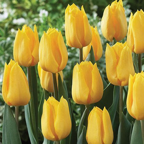 Tulip 'Yellow Flight' | Thompson & Morgan