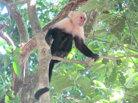 Manuel Antonio wildlife Costa Rica national park