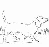 Dachshund Coloring Pages  Best For Kids sketch template