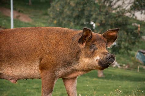 Duroc Pig Characteristics