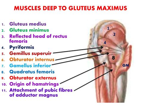 PPT - GLUTEAL REGION PowerPoint Presentation, free download - ID:4595950