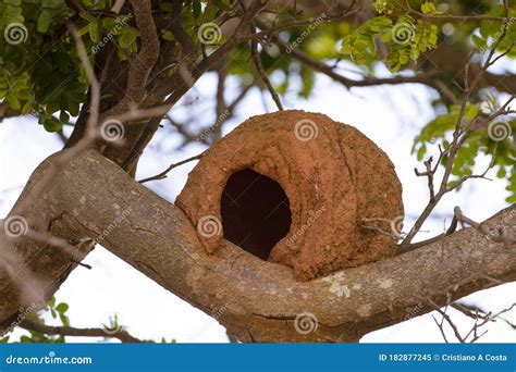 Rufous Hornero nest stock image. Image of habitat, element - 182877245