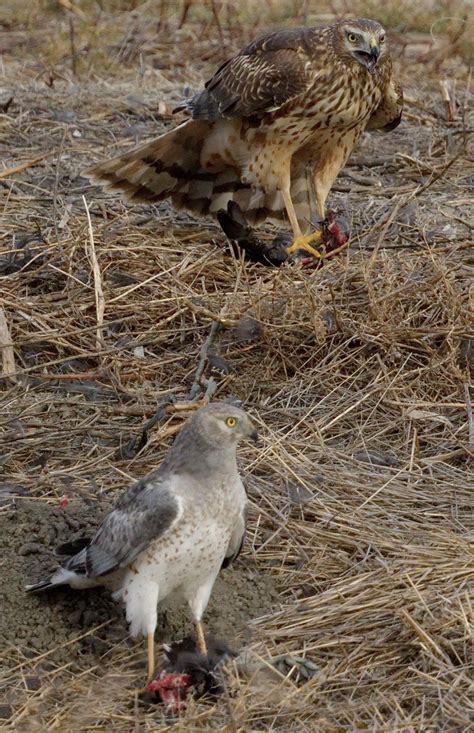 Northern Harrier | San Diego Bird Spot