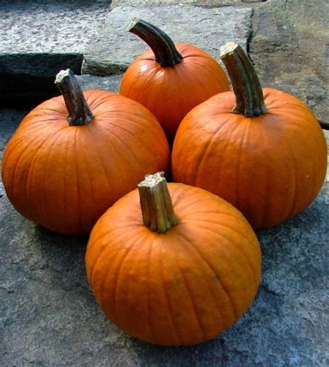 The Culinary Standard New England Pumpkins Heirloom Sugar Pie Pumpkin Seeds Non-GMO Cucurbita ...