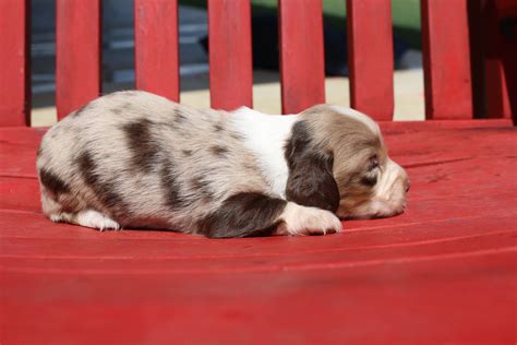 Dachshund Puppies For Sale, Mini Dachshund, Doxie, Dashund, The Ranch, Animals, Animales ...
