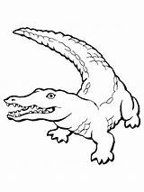 Caiman Coloring Page At GetColoringscom  Free Printable Colorings sketch template