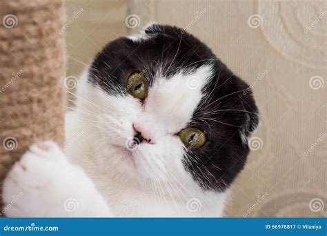 Funny cat stock image. Image of fold, mammal, animal - 66978817