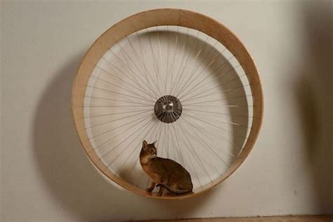 Building Your Own Purrfect Cat Exercise Wheel: 3 Fun Facts