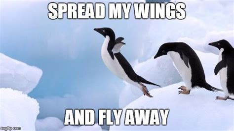 15 Down Right Hilarious Penguin Memes | Penguins, Memes, Hilarious