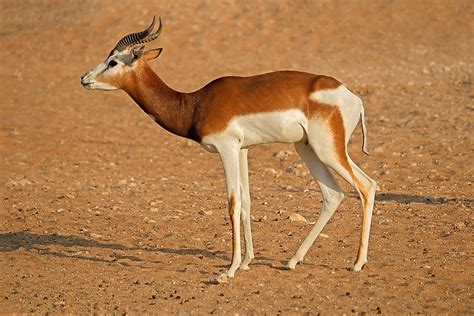 Animals That Live In The Sahara Desert