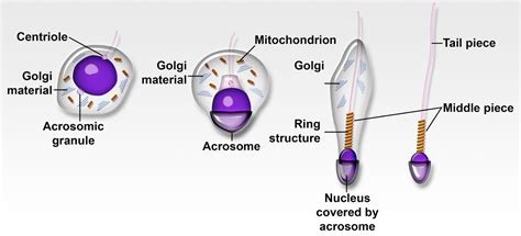 The testes – Veterinary Histology