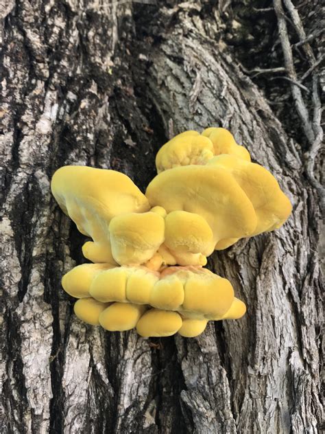 This yellow tree fungus : r/pics