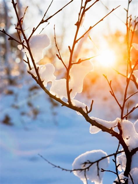 Winter Sunset over Snowy Branches