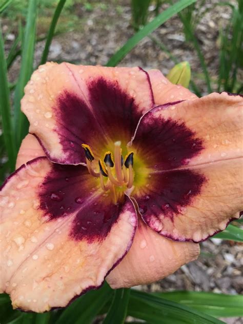 Bengal Bay* – Artemesia Daylilies