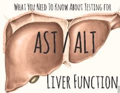 Liver Function Tests: AST/ALT