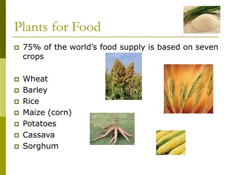 PPT - Unit 2: Plants for Food and Fibre PowerPoint Presentation, free download - ID:1434441