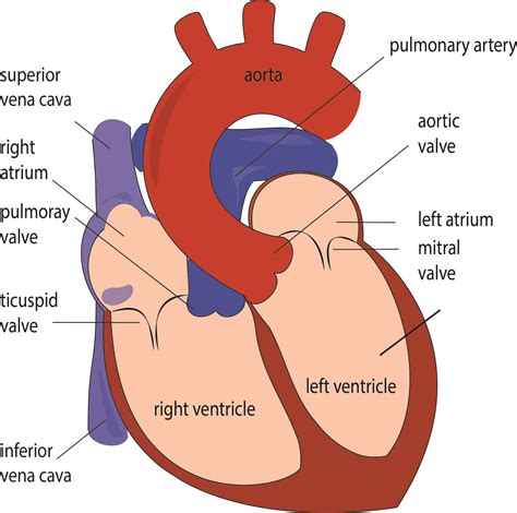 Non Labelled Diagram Of The Heart