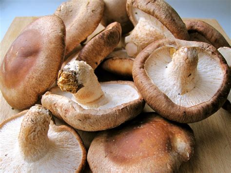 Benefits and Uses of Shiitake Mushrooms | Unite For HER: Helping to Empower and Restore
