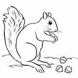 Acorn Coloring Pages And Squash  Free Printable sketch template