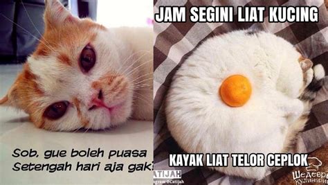 Nggemesin, 10 Meme Kucing Lucu Saat Menjalankan Ibadah Puasa