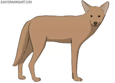 How to Draw a Coyote - Easy Drawing Art