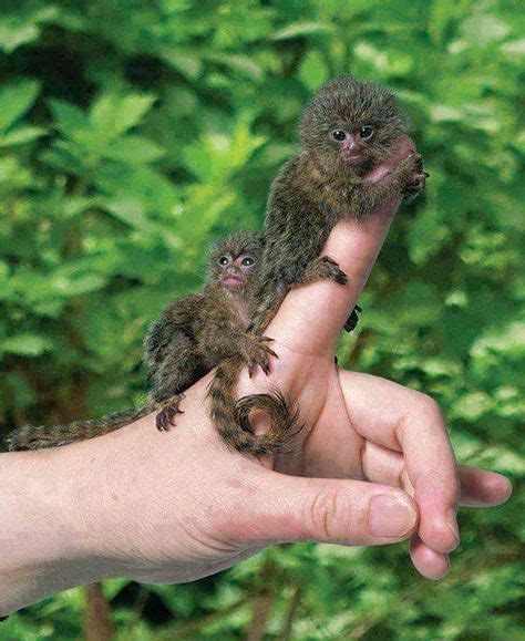 Here's the smallest monkey in the world - Pygmy Marmoset! | Cute animals, Pygmy marmoset, Cute ...