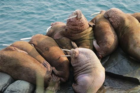 Qayassiq’s walrus hunt, once banned, now teaches traditions of sharing ...