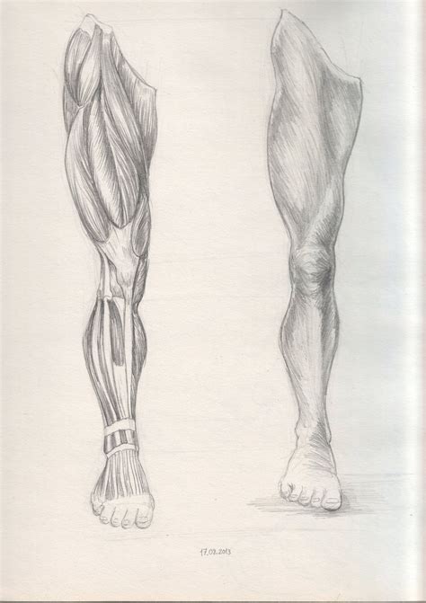 Anatomic Leg Sketch by EkinDuzci.deviantart.com on @deviantART Anatomy Sketches, Art Drawings ...