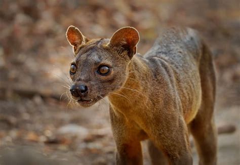 What Are The Predators Of Ring-Tailed Lemurs? - Worldwide Nature