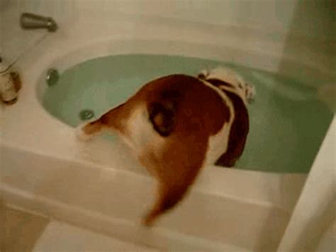 Dog Bath GIFs - Find & Share on GIPHY